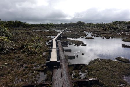 Alakai Swamp - jedno z nejdeštivějších míst na světě.